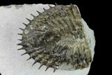 Tail Of Super Spiny Spiniscabrella Trilobite - Issoumour, Morocco #170713-2
